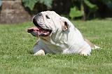 BULLDOG ANGLAIS 042